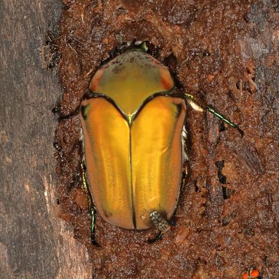 Cotinis mutabilis * Green Fig Beetle