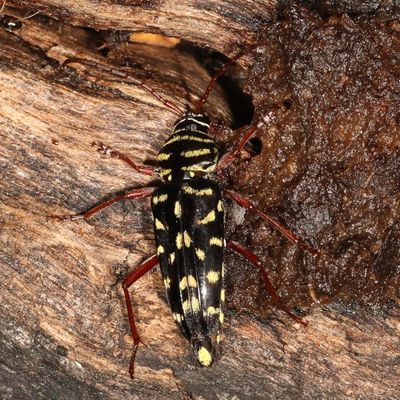 Placosternus difficilis * Mesquite Borer