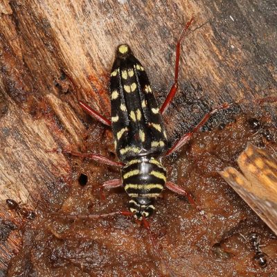 Placosternus difficilis * Mesquite Borer