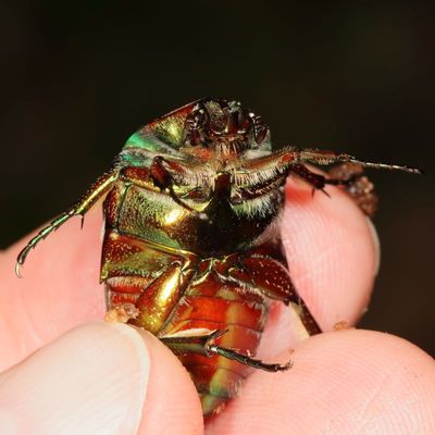 Cotinis mutabilis * Green Fig Beetle