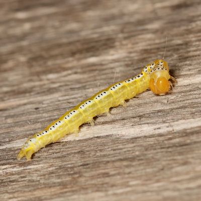 Hodges#4934 * Munroeodes thalesalis
