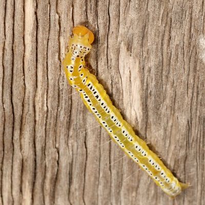 Hodges#4934 * Munroeodes thalesalis