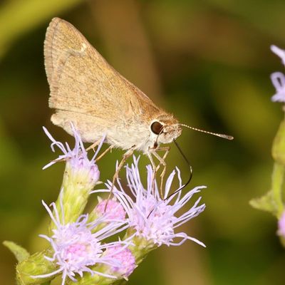 Common Mellana