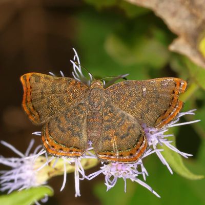 Red-bordered Metalmark