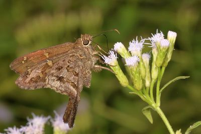 Dorantes Longtail