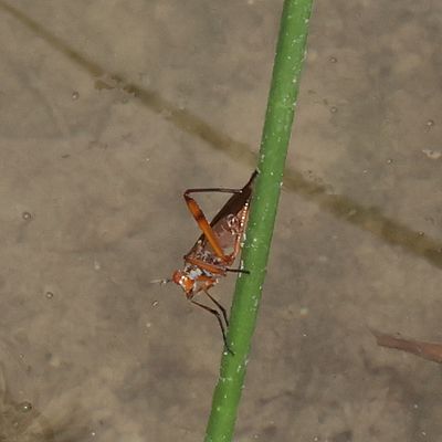 Sciomyzidae : Marsh Flies