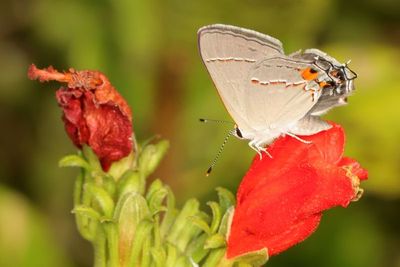 Gray Hairstreak