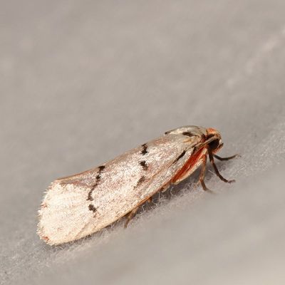 Hodges#2403 * Enaemia atrolinea