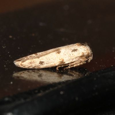 Genus Hypatopa