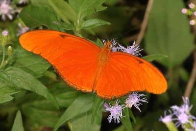 Julia Heliconian ♂ * Dryas iulia ssp. moderata