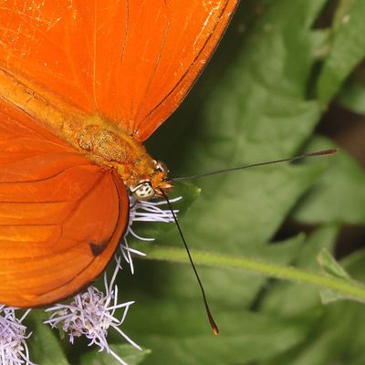 Julia Heliconian ♂ * Dryas iulia ssp. moderata