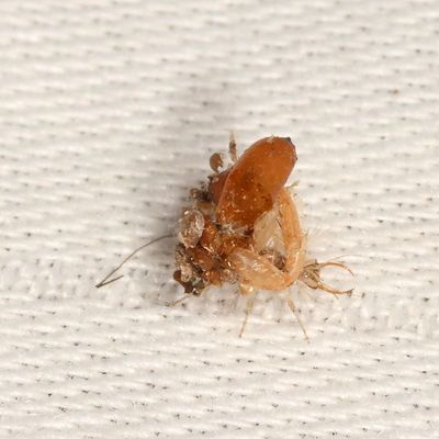 Lacewing Larva