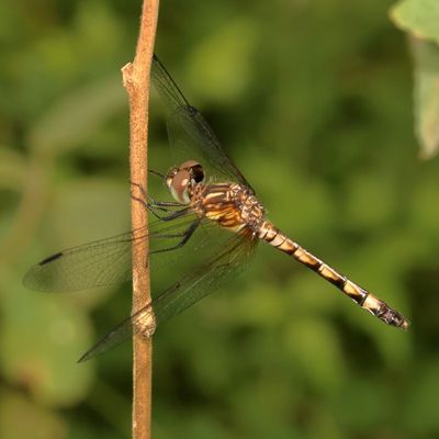 Thornbush Dasher ♀