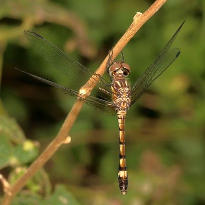 Thornbush Dasher ♀