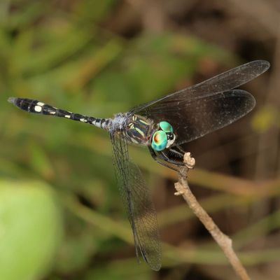 Thornbush Dasher