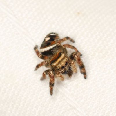 Phidippus audax * Bold Jumping Spider