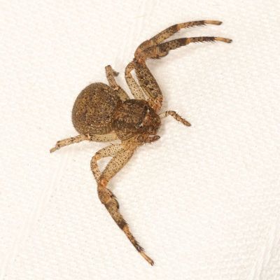 Genus Xysticus