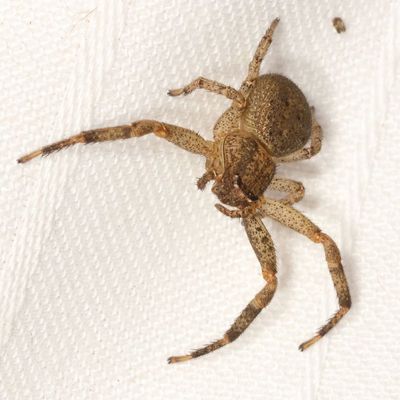 Genus Xysticus