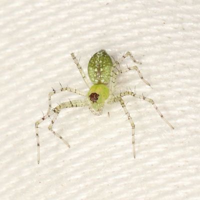Peucetia longipalpis * Lesser Green Lynx Spider
