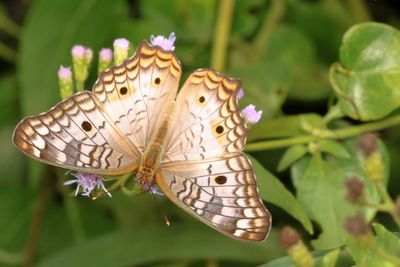 White Peacock