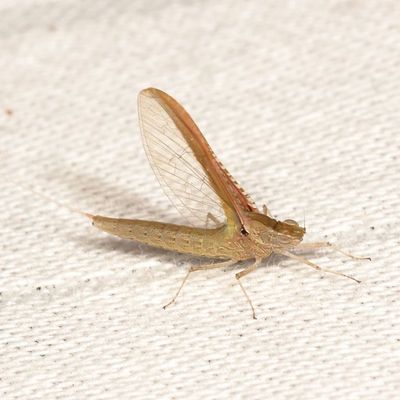 Callibaetis floridanus ♀