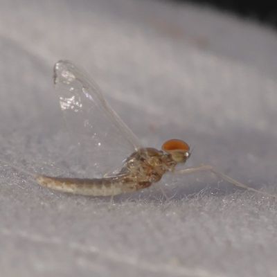 Family Baetidae - Small Minnow Mayflies  ♂