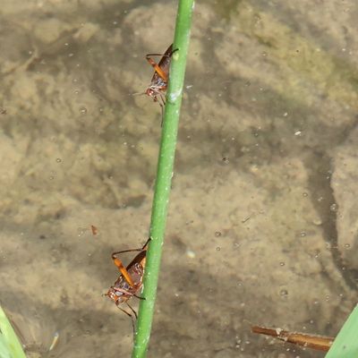 Sepedomerus macropus * Liverfluke Snail Predator Fly