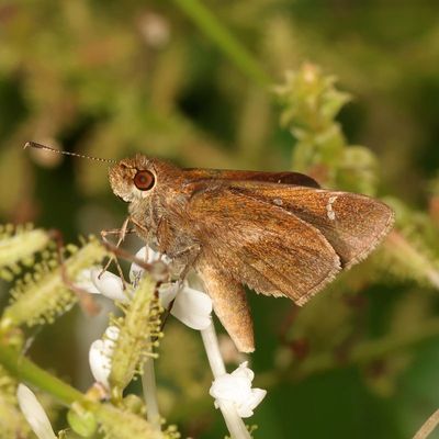 Clouded Skipper