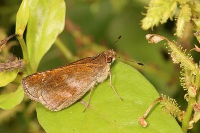 Clouded Skipper