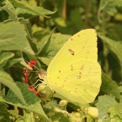Cloudless Sulphur ♂