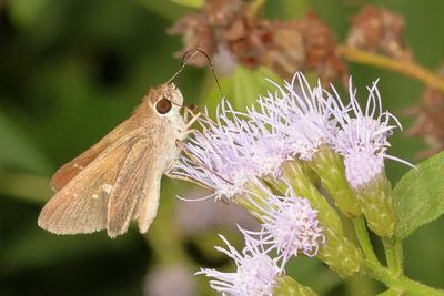Eufala Skipper