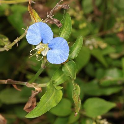 Commelina erecta * Whitemouth Dayflower