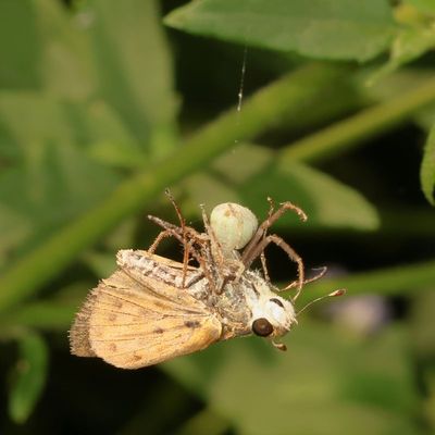 Whirlabout nabbed by crab spider