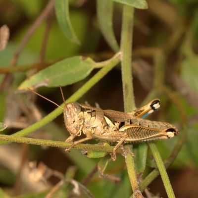 Melanoplus cameronis  ♀ * Brownsville Short-wing Grasshopper