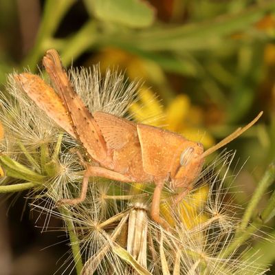 Schistocerca nitens * Gray Bird Grasshopper