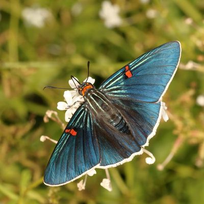 Guava Skipper