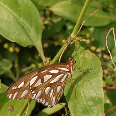 Gulf Fritillary