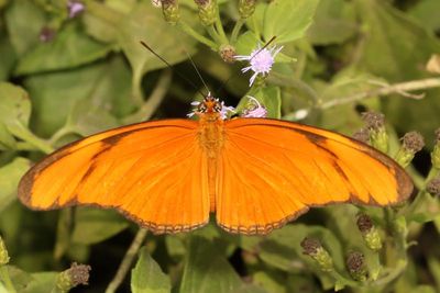 Julia Heliconian ♀ * Dryas iulia ssp. moderata