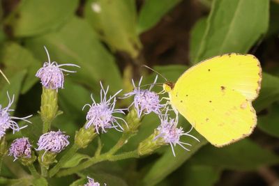 Little Yellow