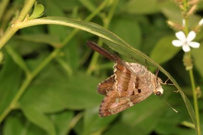 Long-tailed Skipper