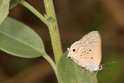 Mallow Scrub-Hairstreak