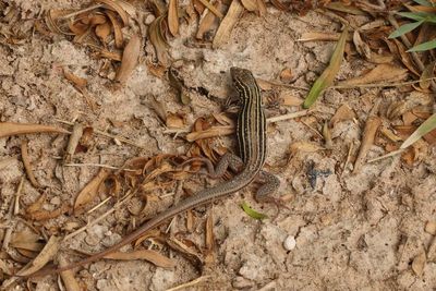 Common Spotted Whiptail * Aspidoscelis gularis