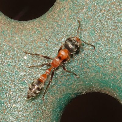 Subfamily Pseudomyrmecinae * Elongated Ants