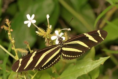 Zebra Heliconian
