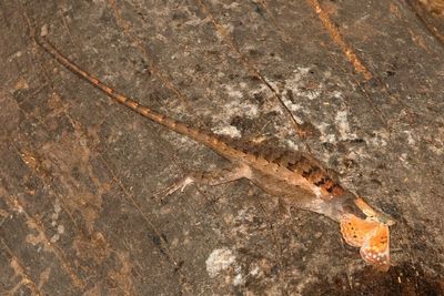 Texas Spiny Lizard enjoys a Tawny Emperor Snack 