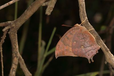 Tropical Leafwing