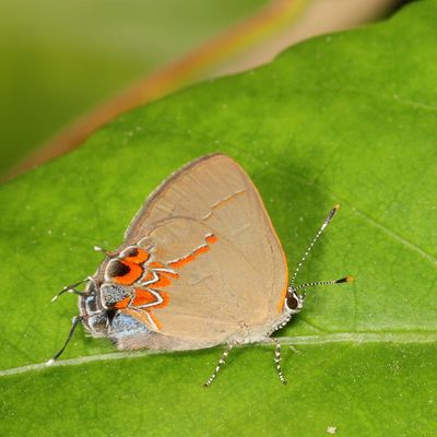Dusky-blue Groundstreak