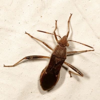 Burtinus notatipennis * Spot-winged Broad-headed Bug