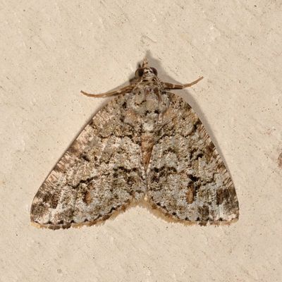 Hodges#6311 * Macaria graphidaria