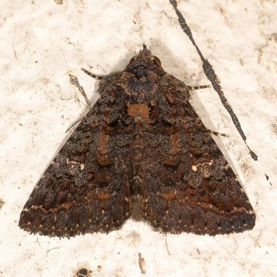 Hodges#8662 * Black-waved Owlet * Coxina cinctipalpis